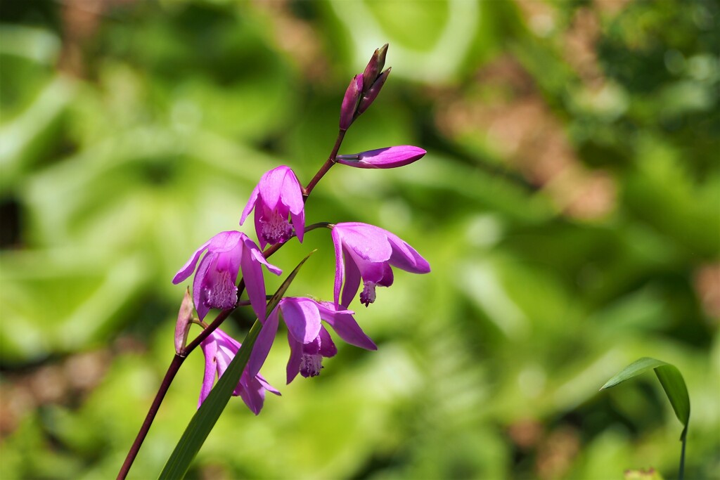 シランの花