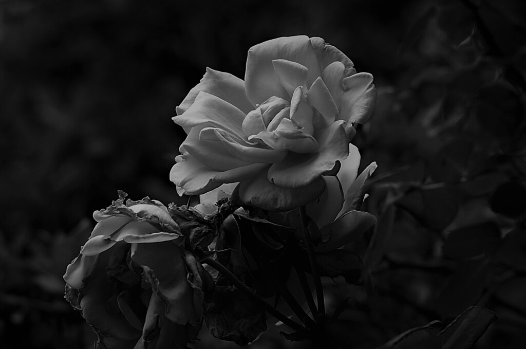 薔薇