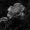 薔薇