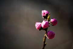 桃ももうすぐ