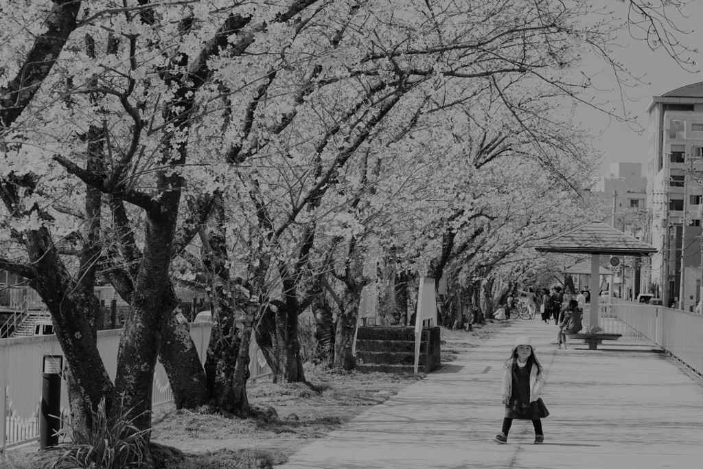 桜より私を撮って