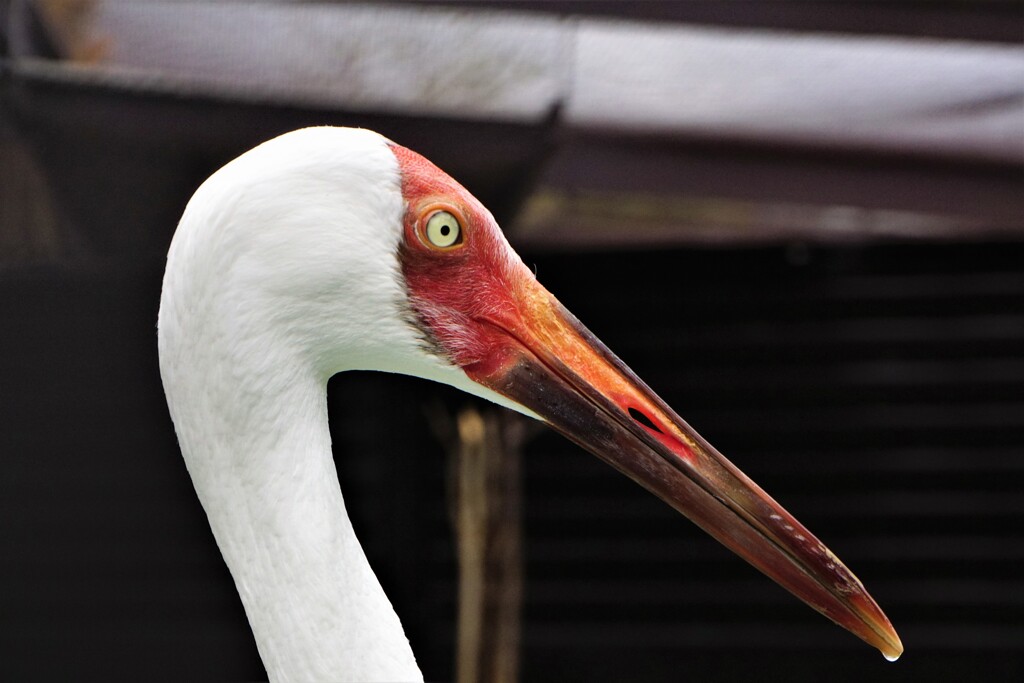 天王寺動物園から鶴