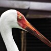 天王寺動物園から鶴