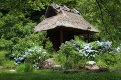 紫陽花のある風景