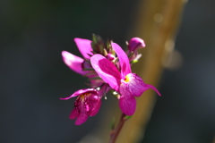 春光