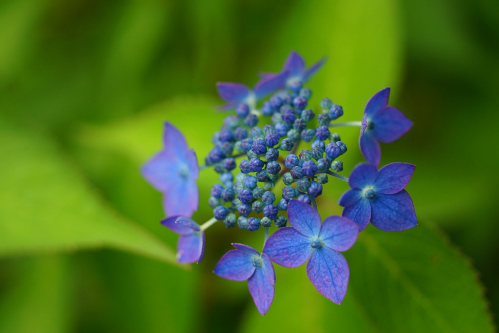 hydrangea