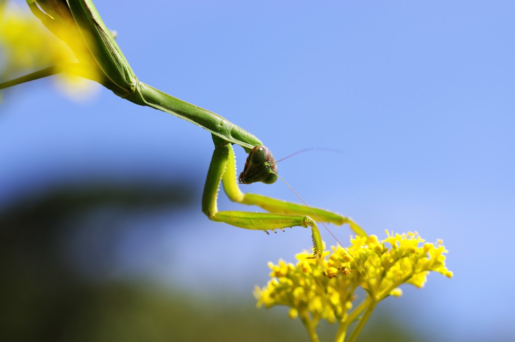 秋空とカマキリ