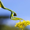 秋空とカマキリ