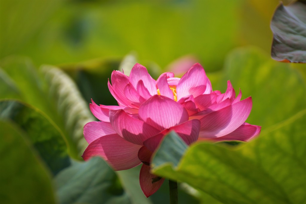 蓮の花メドレー ６