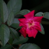 薔薇