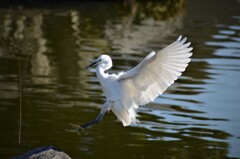 シラサギ