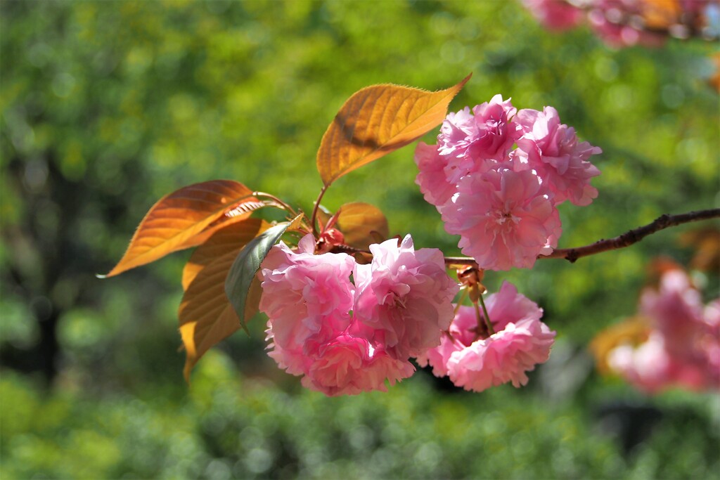 八重桜