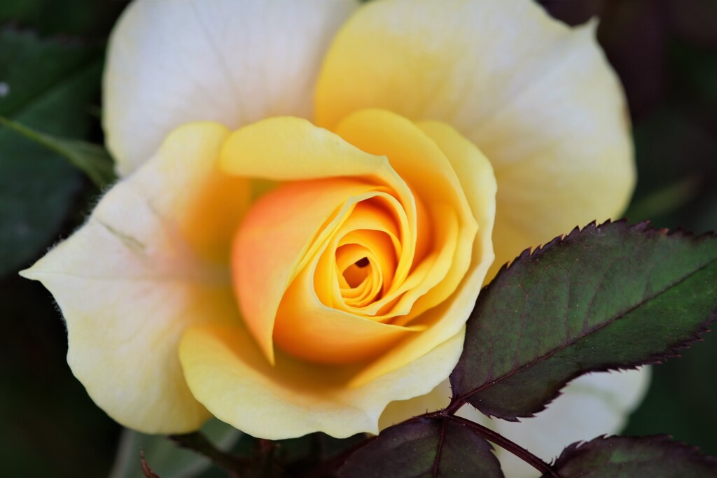 黄色い薔薇