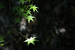光射す