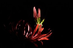 赤曼珠沙華