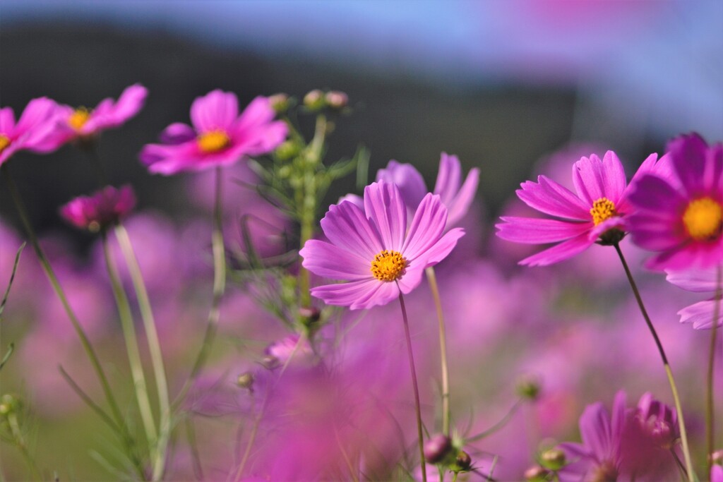 癒しの秋桜