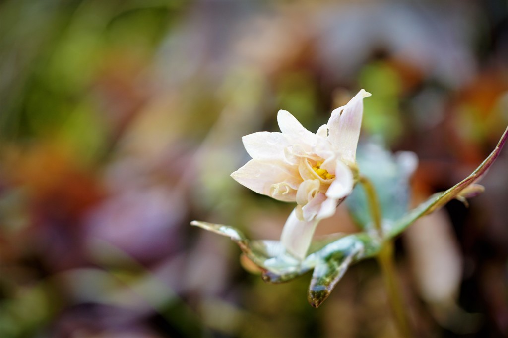 ユキワリイチゲ