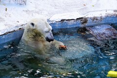 天王寺動物園から白熊　落ち葉に見とれて