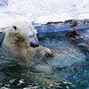 天王寺動物園から白熊　落ち葉に見とれて