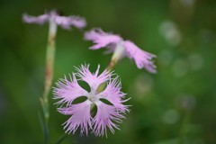 花びらをいっぱいに広げて
