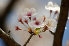 花見桜