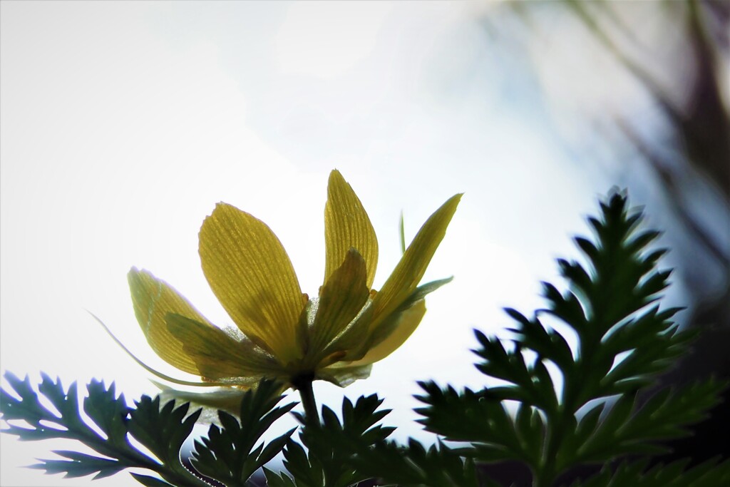 福寿草が見る空
