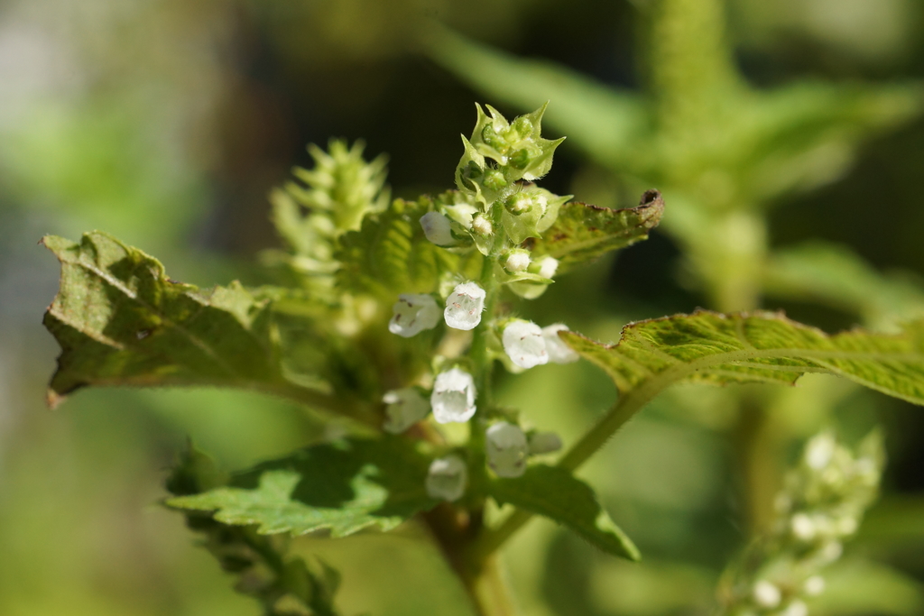 いじらしき小さな花