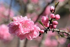 桃も咲いた