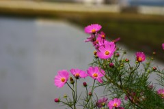 秋桜　秋風に吹かれて