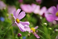 秋桜　秋風に舞う