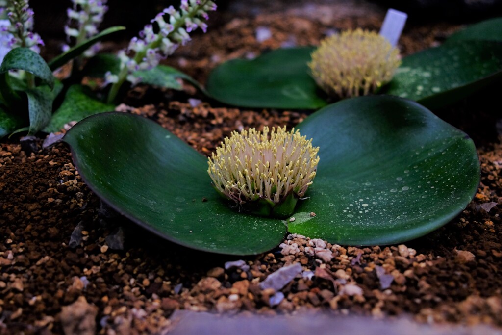 花びらか？葉か？