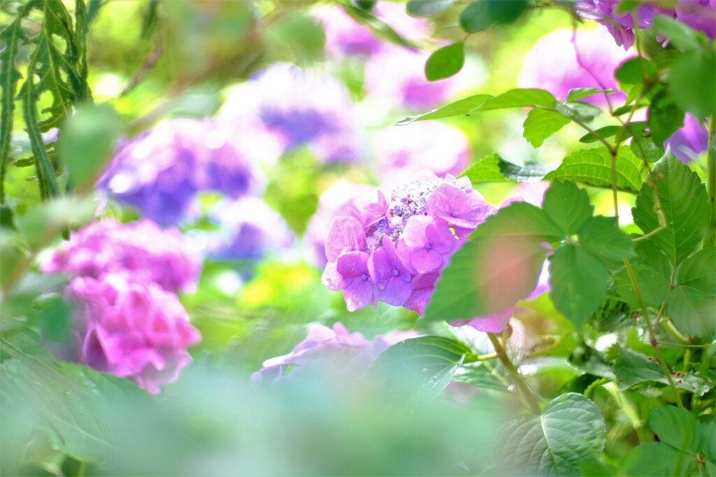 まだまだ紫陽花 2