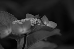 我が家の紫陽花 １