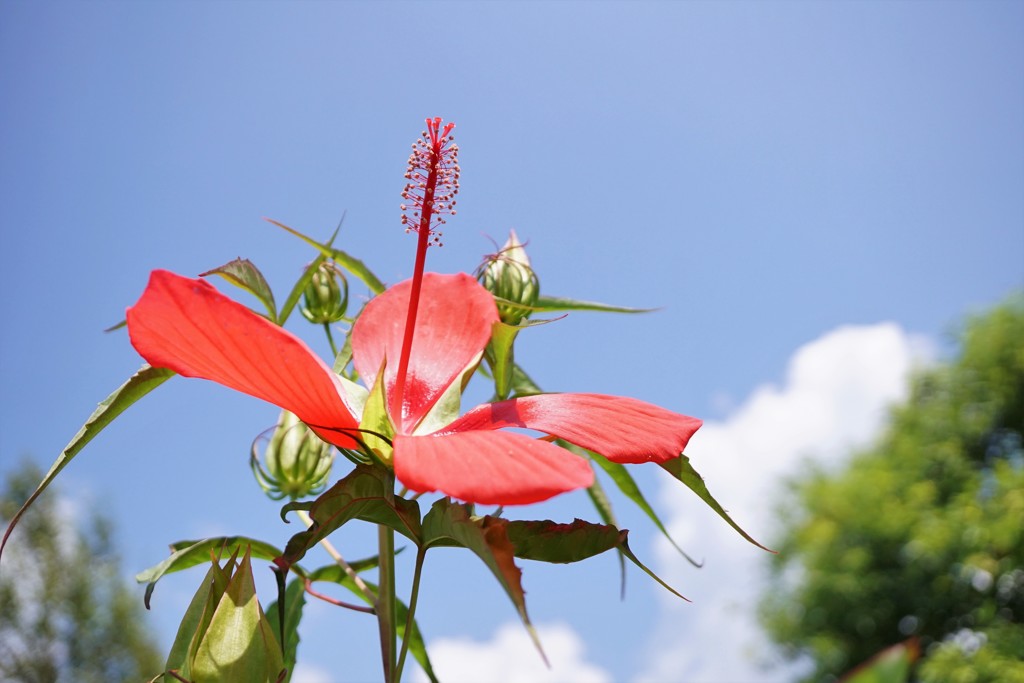 空と雲と花 By Wataruさん Id 写真共有サイト Photohito