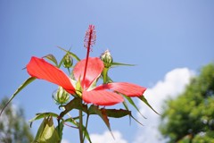 空と雲と花