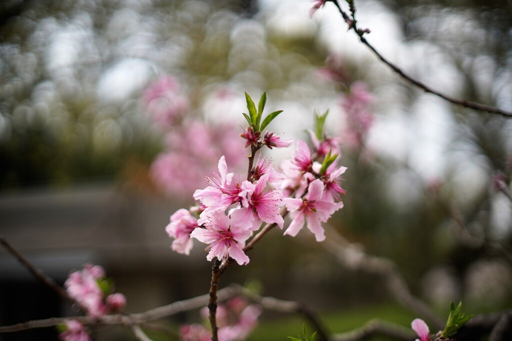 桜とともに