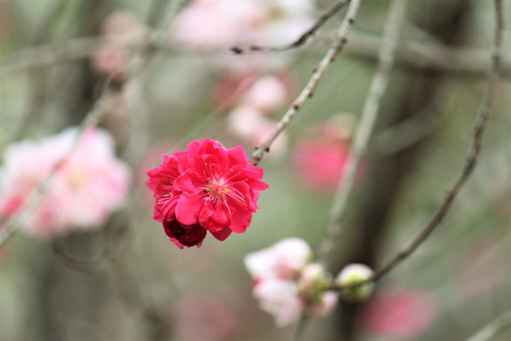 桃も開花②