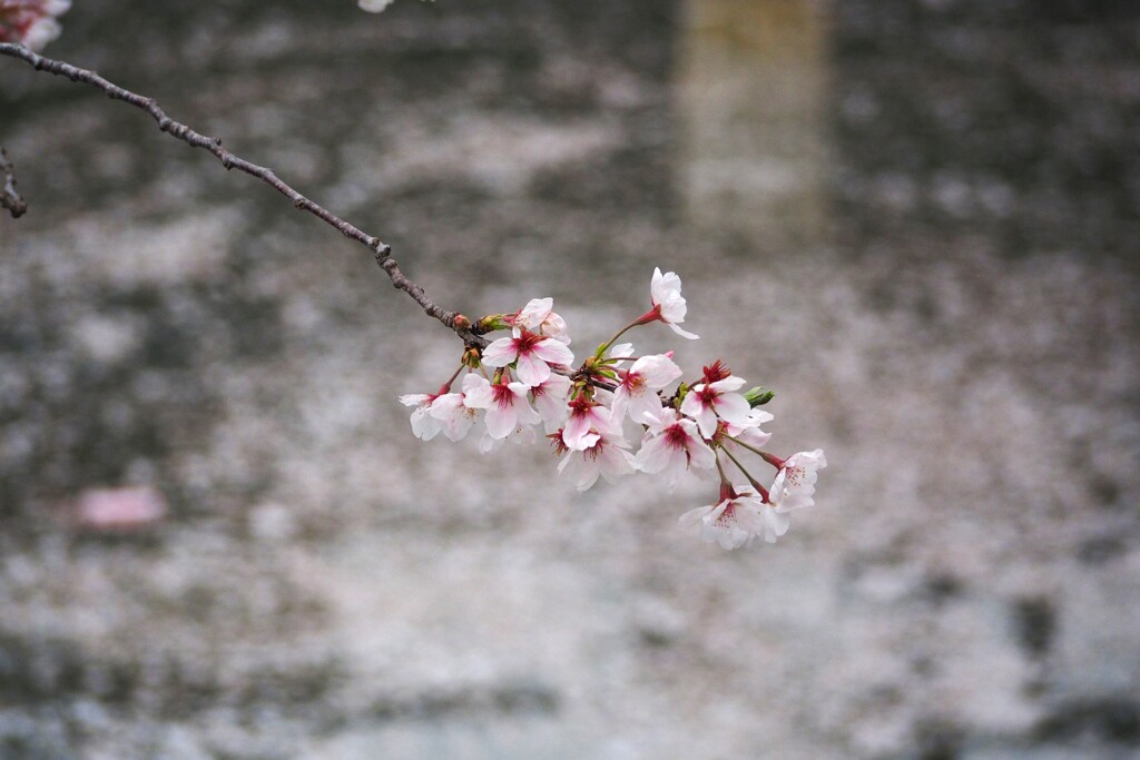 桜一枝