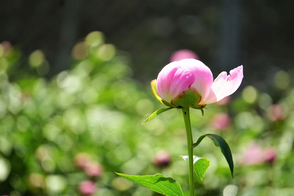 芍薬 ②