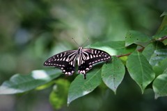 木陰で一休み