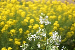 大根の花