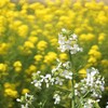 大根の花