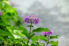可愛い紫陽花