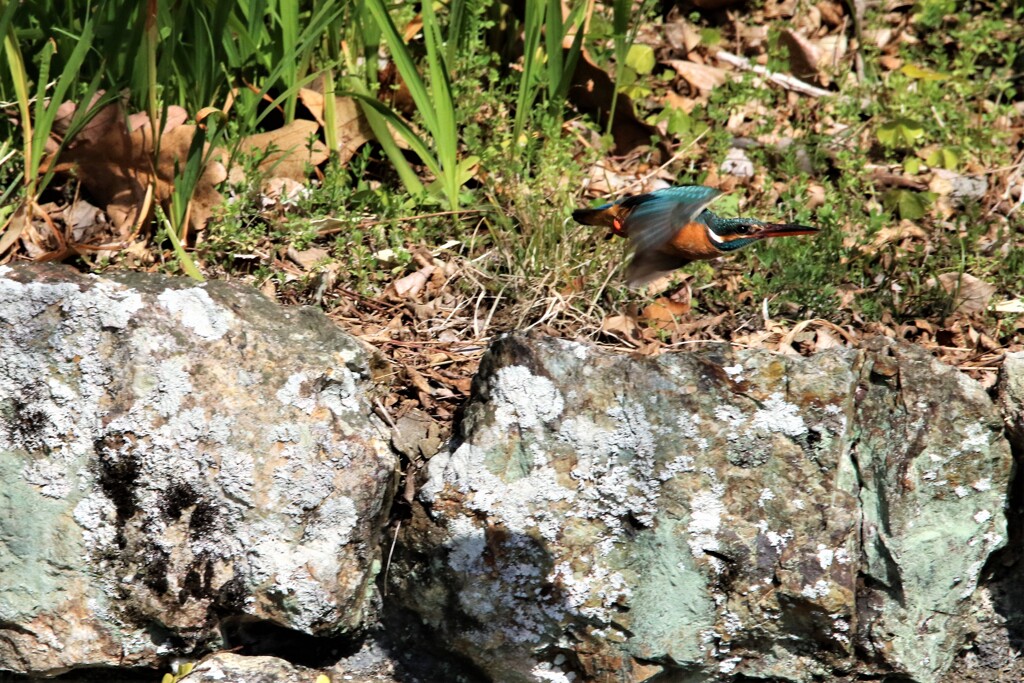 飛ぶ鳥に挑戦 ③