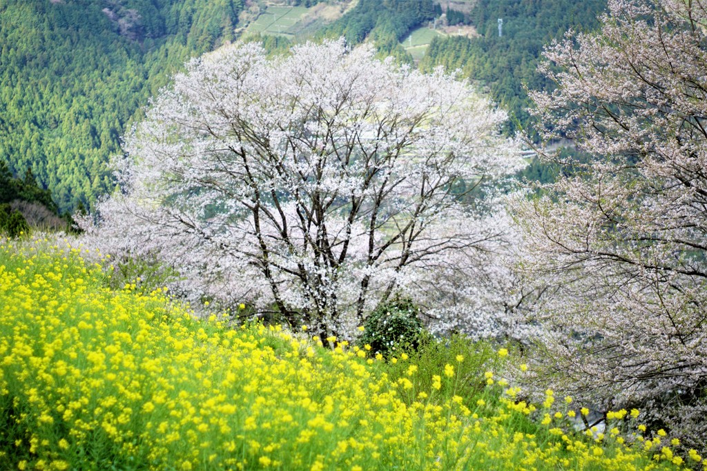 山奥の春景
