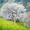 山奥の春景