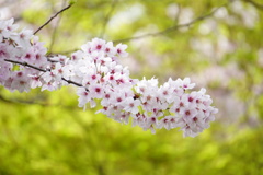 桜～桜～