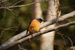 野鳥撮りに行ってきました（ジョウビタキ）2