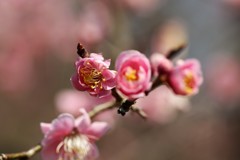 ＵＭＥⅢ