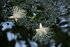 水面に落ち花